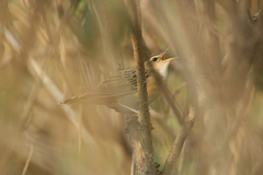 Helopsaltes certhiola