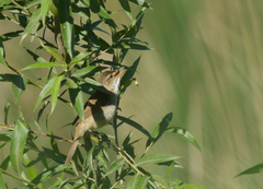 Acrocephalus concinens