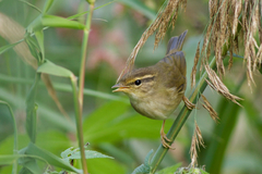 Phylloscopus schwarzi