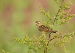Cisticola juncidis