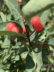 Lonicera tatarica