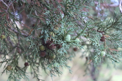 Juniperus deppeana deppeana