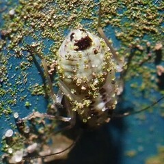 Psocus leidyi