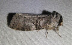 Ellida caniplaga