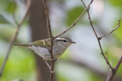 Phylloscopus claudiae