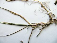 Anthoxanthum glabrum