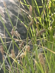 Eleocharis palustris