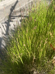 Eleocharis palustris