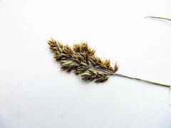 Anthoxanthum glabrum