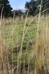 Muhlenbergia macroura
