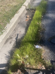 Eleocharis palustris