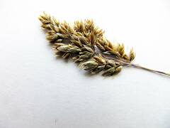 Anthoxanthum glabrum