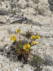 Ivesia lycopodioides
