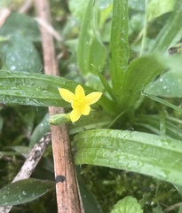 Hypoxis decumbens