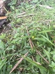 Hypoxis decumbens