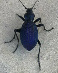 Carabus scabrosus tauricus