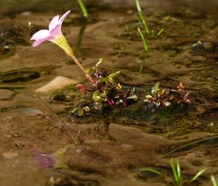 Oxalis amblyosepala