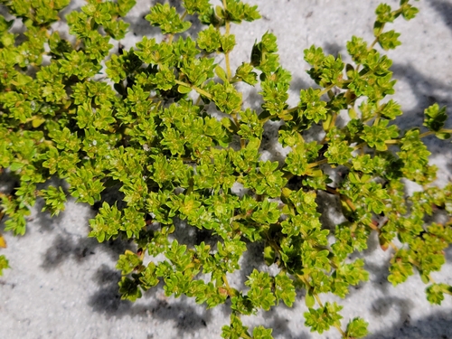Image of Paronychia herniarioides by (c) Jay Horn, some rights reserved (CC BY)
