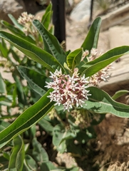 Asclepias hallii