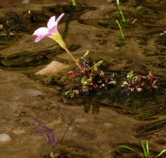 Oxalis amblyosepala