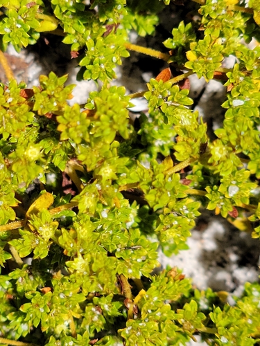 Image of Paronychia herniarioides by (c) Jay Horn, some rights reserved (CC BY)
