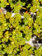 Paronychia herniarioides image