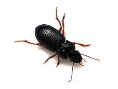 Harpalus