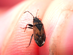 Trapezonotus arenarius