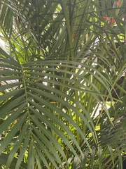Dypsis lutescens