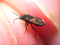 Trapezonotus arenarius