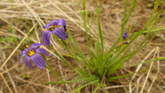 Sisyrinchium scabrum