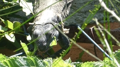 Ctenosaura similis