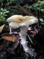 Amanita xylinivolva