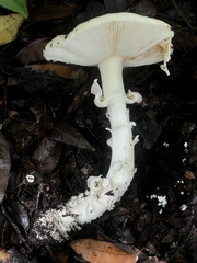 Amanita xylinivolva