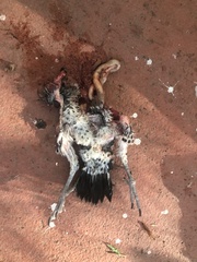 Dryobates nuttallii