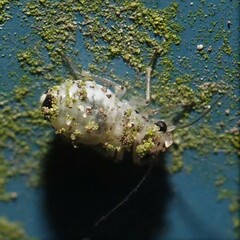 Psocus leidyi