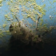 Psocus leidyi