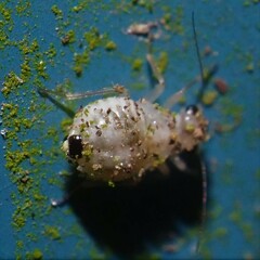 Psocus leidyi