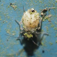 Psocus leidyi