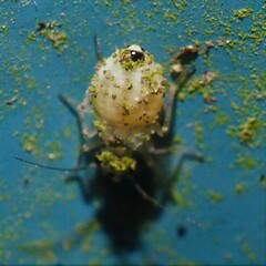 Psocus leidyi