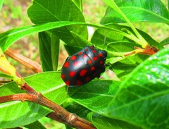 Pachycoris klugii