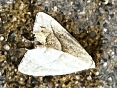 Macrochilo absorptalis