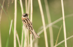 Emberiza yessoensis