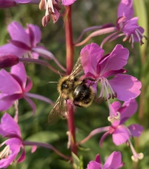 Bombus flavidus flavidus