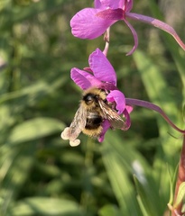 Bombus flavidus flavidus