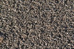 Ephydra cinerea