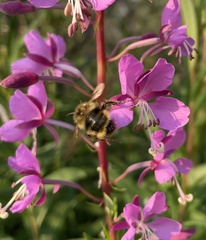 Bombus flavidus flavidus