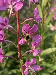 Bombus flavidus flavidus