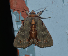 Catocala grynea