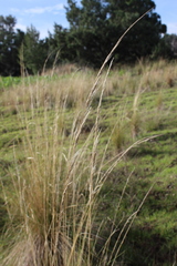 Muhlenbergia macroura